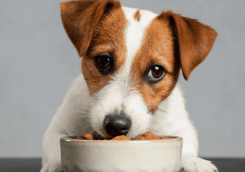 The Ultimate Guide To Fueling Your Growing Dog’s Development