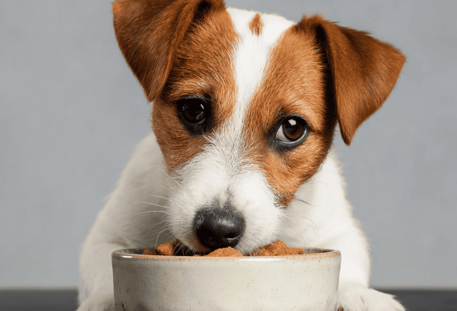 The Ultimate Guide To Fueling Your Growing Dog’s Development