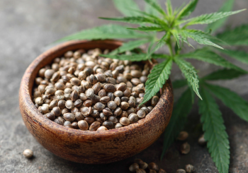 A First-Time Grower‘s Guide To The Potent Jokerz Seed Strain