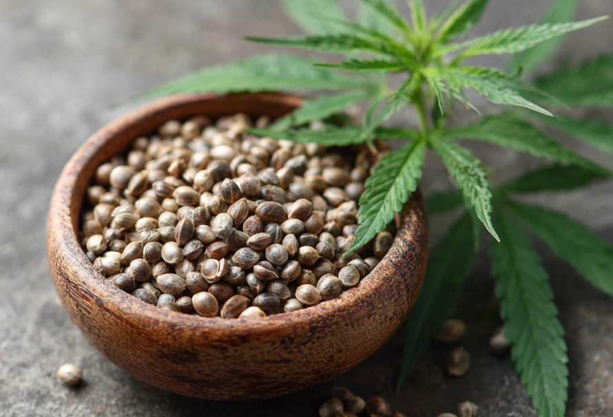 A First-Time Grower‘s Guide To The Potent Jokerz Seed Strain